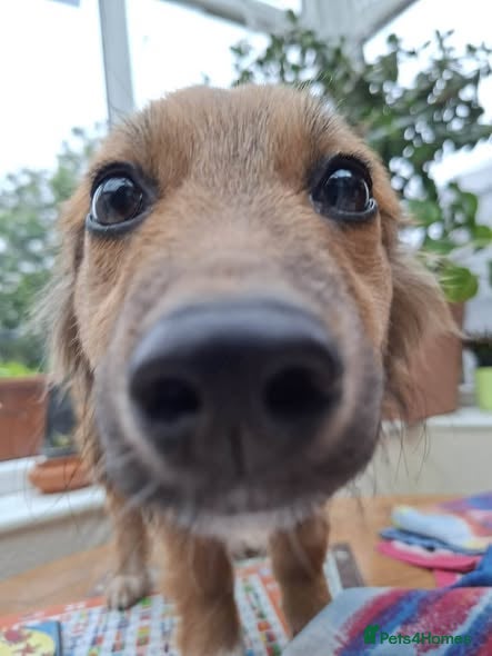 Mixed Breed dogs for adoption: Blossom for adoption in Bedford - Advert 14