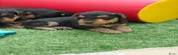 Airedale Terrier dogs for sale: ⭐️ KC AIREDALE PUPS FROM LICENSED BREEDER ⭐️ - Advert 10