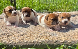 Jack Russell dogs for sale: Jack Russell Pups  - Image 1