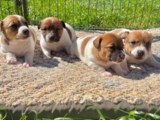 Jack Russell dogs - Advert 27