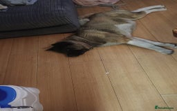 Akita dogs for sale: American akitia 2yrs old - Image 7