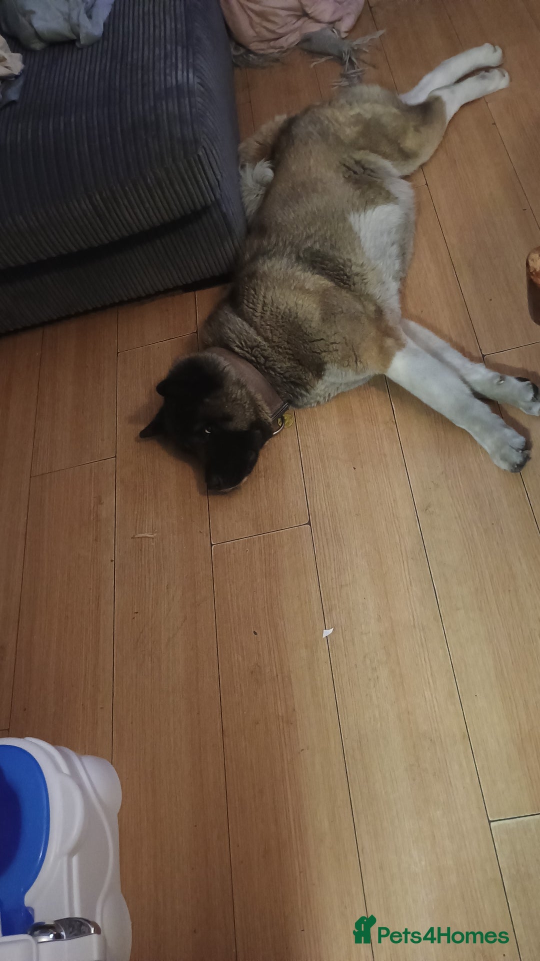 Akita dogs for sale: American akitia 2yrs old - Image 7