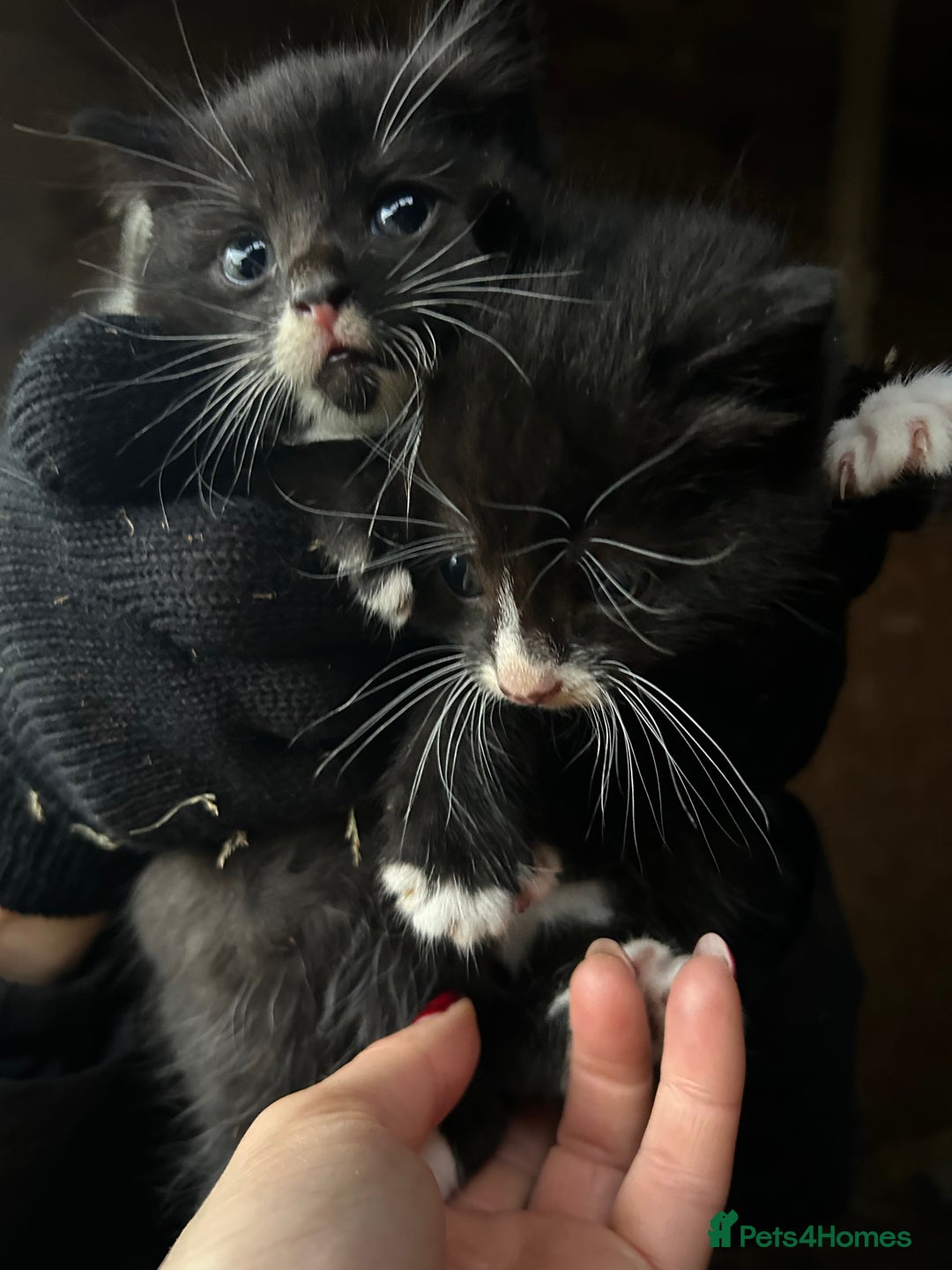 Ragdoll cats for sale: Rag doll X Kittens  - Advert 4