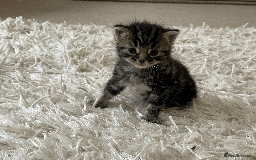 Mixed Breed cats for sale: 4Adorable Longhair Kittens-ready late Sep - Image 12