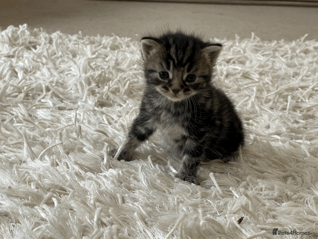 Mixed Breed cats for sale: 4Adorable Longhair Kittens-ready late Sep - Image 12