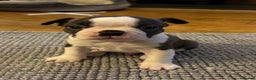 Boston Terrier dogs for sale: Boston Terrier Puppies. Ready in 2 weeks.  - Advert 8