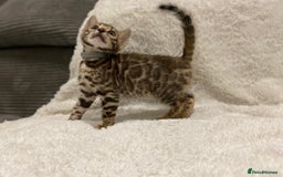 Bengal cats for sale: 12 Bengal Cubs Ready for Their Forever Home - Image 39