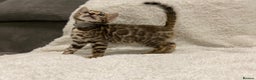 Bengal cats for sale: - Brown & Silver Bengals—Experienced Homes Only - Advert 26