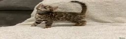 Bengal cats for sale: - Brown & Silver Bengals—Experienced Homes Only - Advert 26