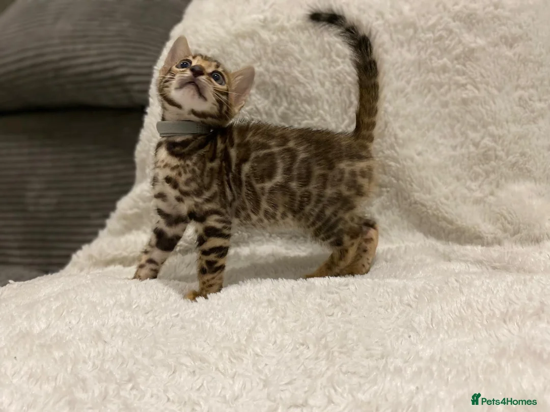 Bengal cats for sale: - Brown & Silver Bengals—Experienced Homes Only - Advert 26