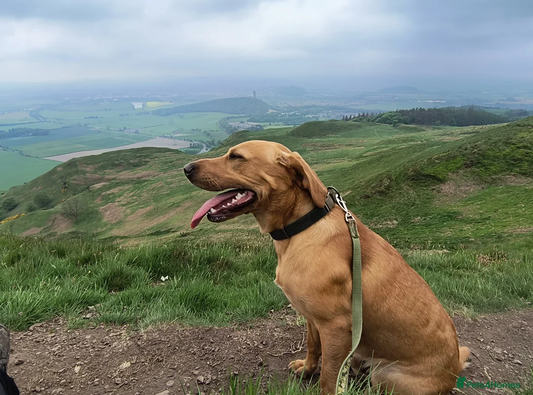 Labrador Retriever dogs for stud:  KC Registered Fox Red Labrador Retriever for stud in Doncaster - Advert 5