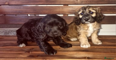 Cocker Spaniel dogs - Advert 12