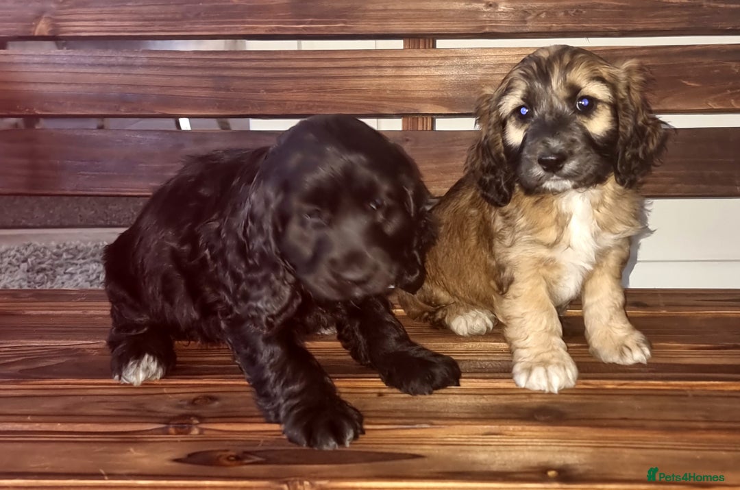 Cocker Spaniel dogs for sale: Cocker spaniel pups  - Image 3