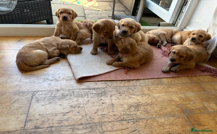 Golden Retriever dogs - Advert 8