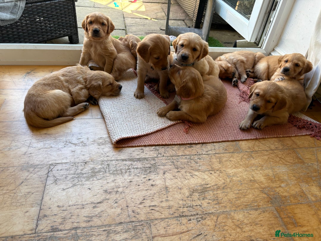 Golden Retriever dogs for sale: 🐾 Ready Soon!! KC Golden Retriever Male Puppies - Image 1