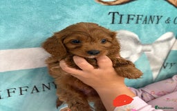 Cavapoo dogs for sale: READY NOW!! F1 Cavapoos  - Image 3
