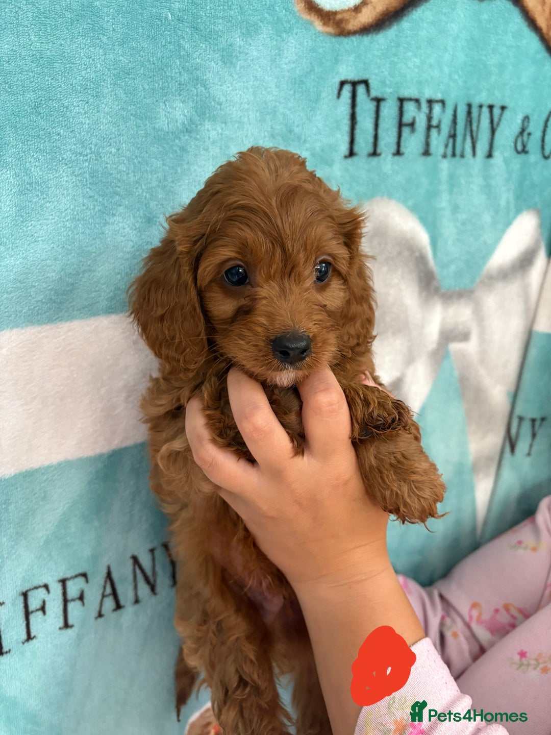 Cavapoo dogs for sale: READY NOW!! F1 Cavapoos  - Image 3