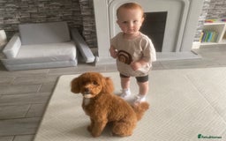 Cockapoo dogs for sale: 3 puppies left - ready now  - Image 6