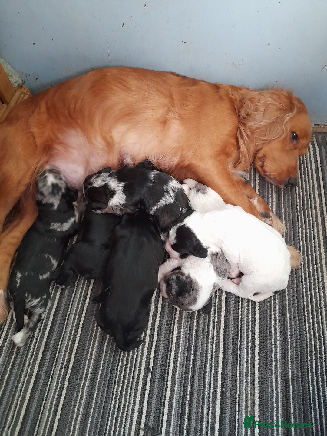 Sprocker dogs for sale: Gorgeous Sprocker pups.  - Image 14