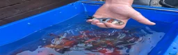 Koi Carp fish for sale: Pond closure  in West Bromwich - Advert 21