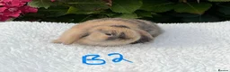 Mini Lop rabbits for sale: Pure bred mini lops baby rabbits . - Advert 5