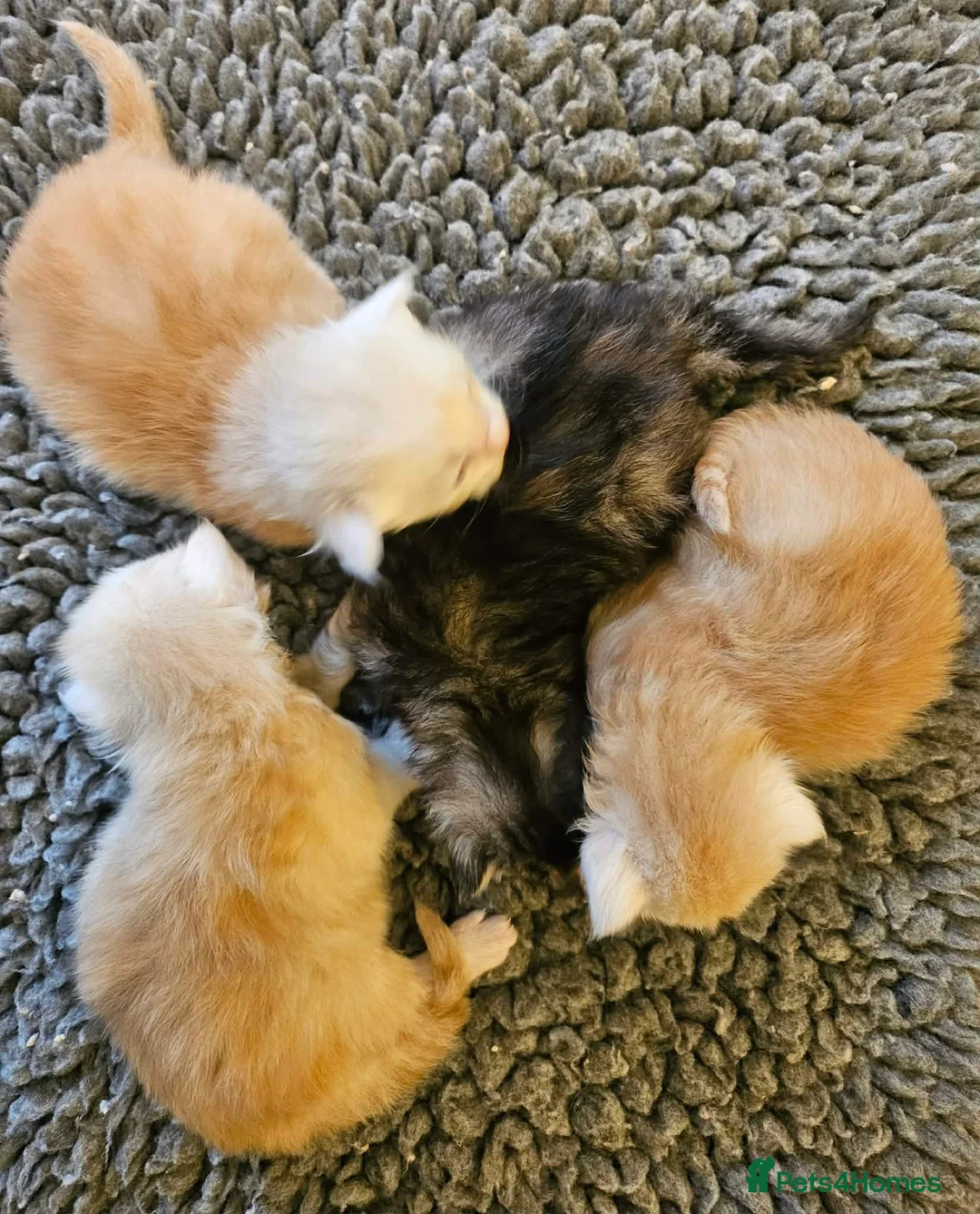 Maine Coon cats for sale: XXL Exceptional Pedigree Kittens Russian line - Advert 15