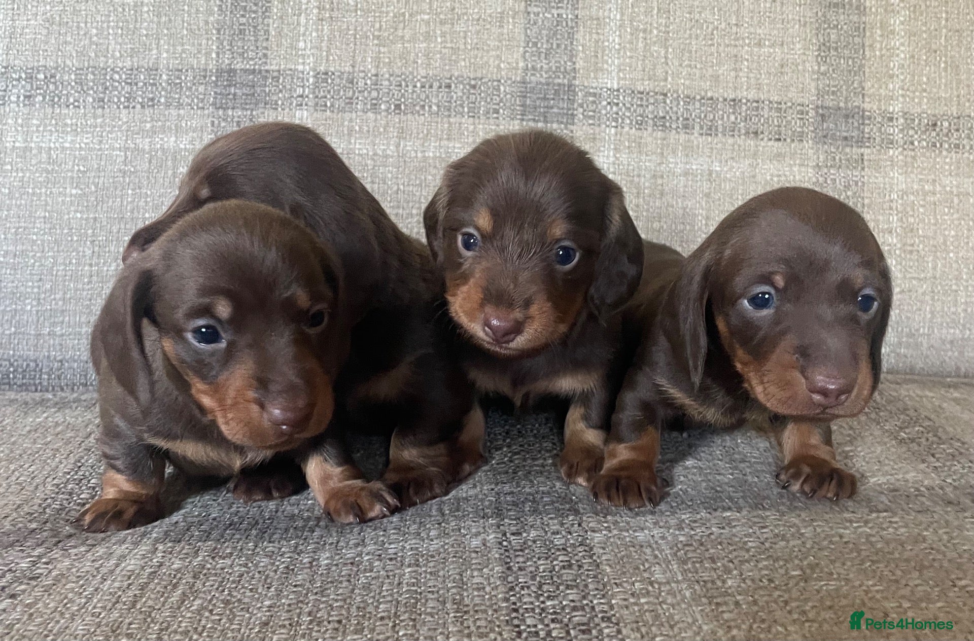 Miniature Dachshund dogs KC reg  breed standard Miniature Dachshund puppies - Advert 2