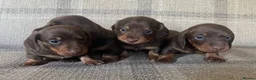 Miniature Dachshund dogs for sale: KC reg  breed standard Miniature Dachshund puppies - Advert 2