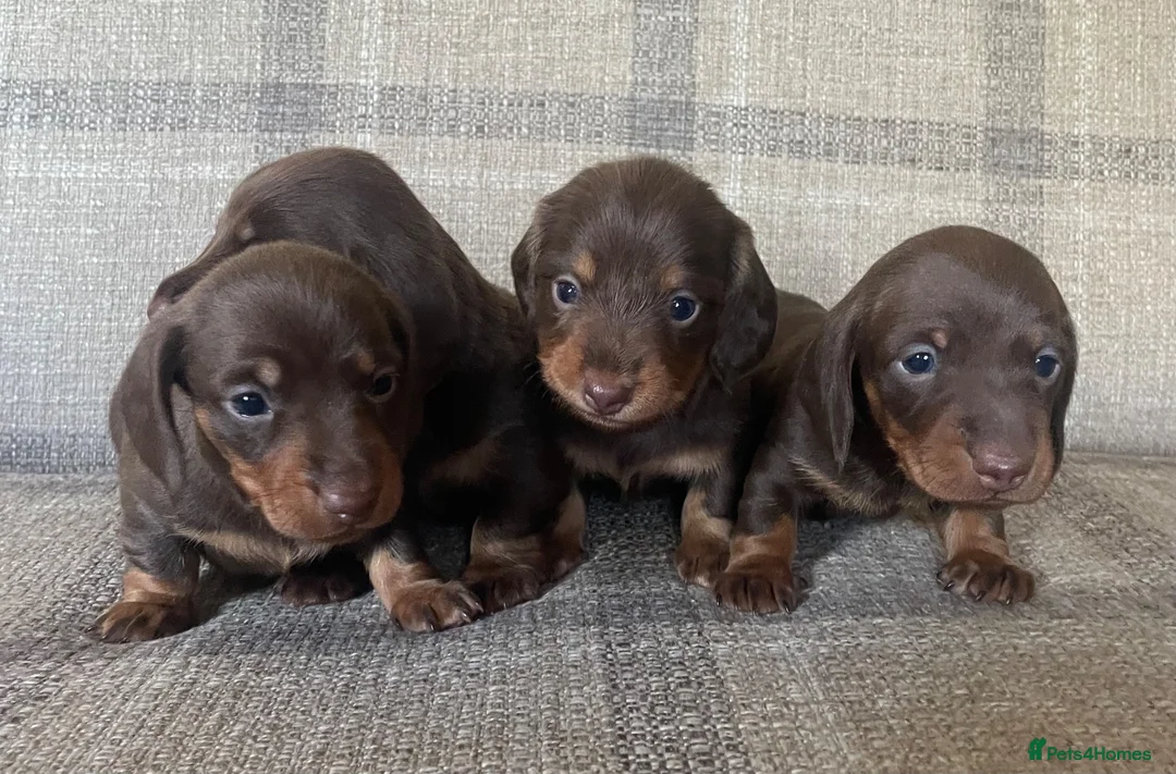 Miniature Dachshund dogs for sale: KC reg  breed standard Miniature Dachshund puppies - Advert 2
