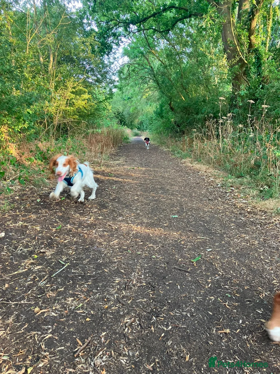 Cocker Spaniel dogs for sale: 8 month cocker spaniel male - Advert 3