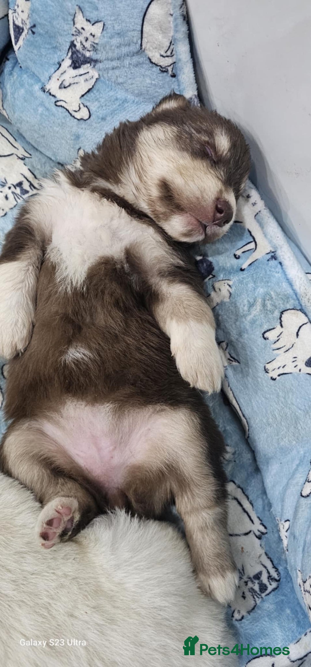 Siberian Husky dogs for sale: Wooly Siberian huskies - all Blue Eyes - Advert 7