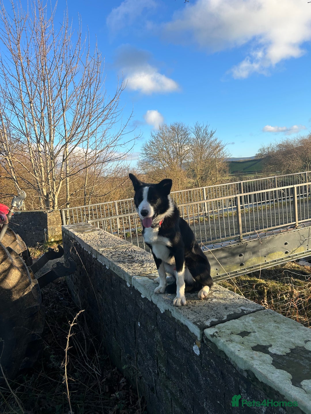 Border Collie dogs for sale: dog for sale - Image 5