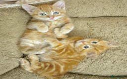 Mixed Breed cats for sale: GORGEOUS KITTENS  - Advert 7