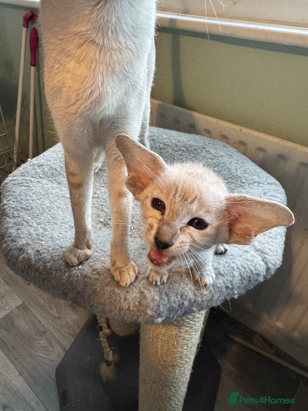 Siamese cats for sale: Beautiful Pedigree Siamese kitten GCCF Registered  - Advert 8