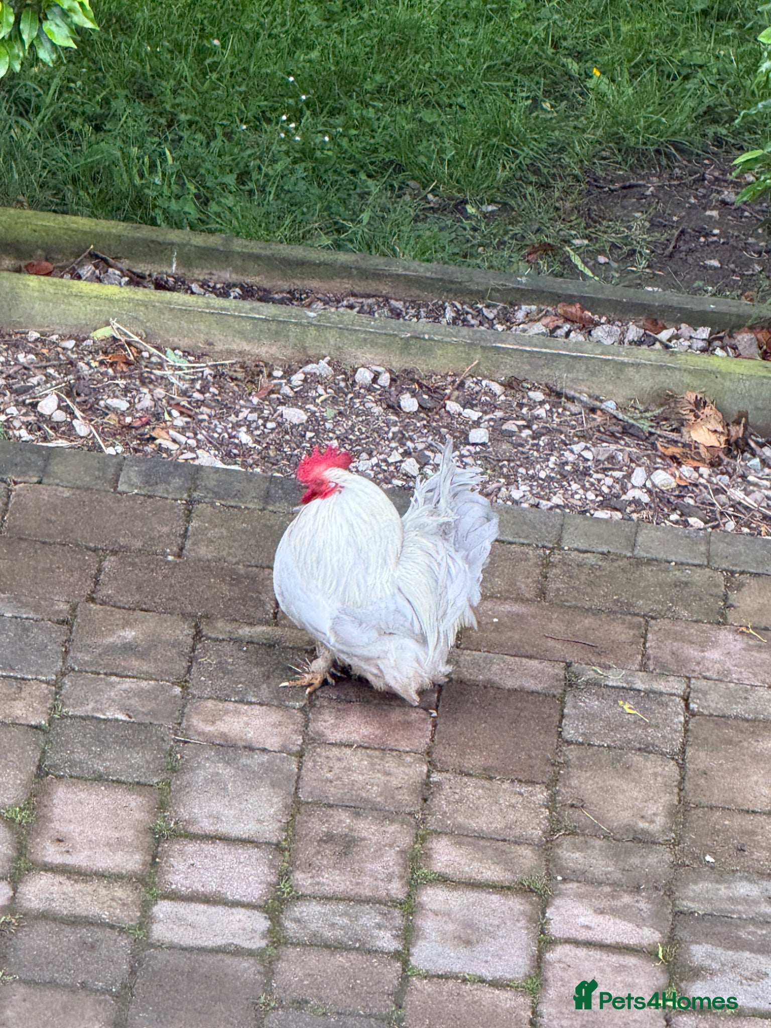 Chickens poultry Lavender Pekin Chickens - Advert 3