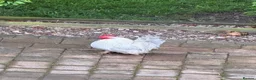 Chickens poultry for sale: Lavender Pekin Chickens - Advert 1