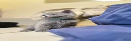 British Shorthair cats for sale: GCCF registered kitten - Advert 34