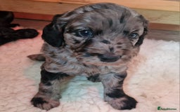 Goldendoodle dogs for sale: Gorgeous mini F1 goldendoodles - Image 15