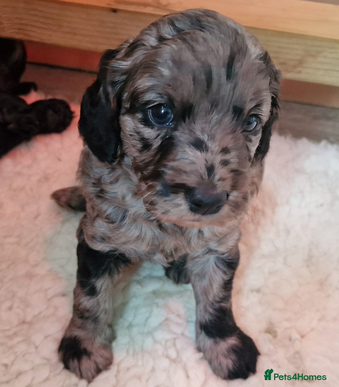 Goldendoodle dogs for sale: Gorgeous mini F1 goldendoodles - Image 15