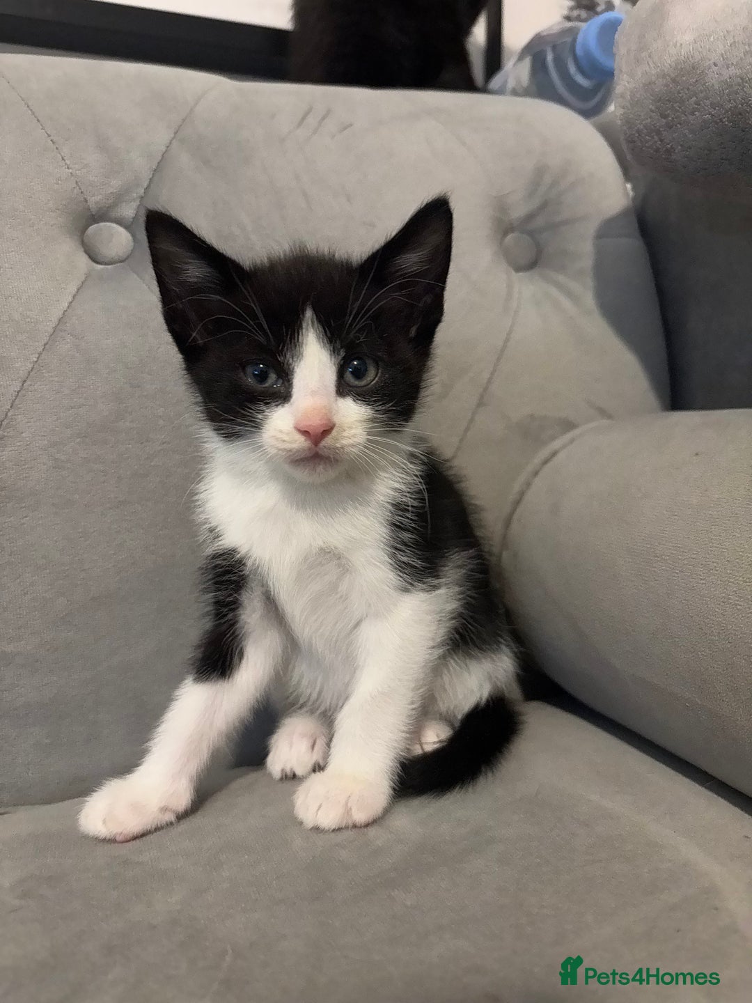 British Shorthair cats for sale: Kittens for sale  - Advert 8