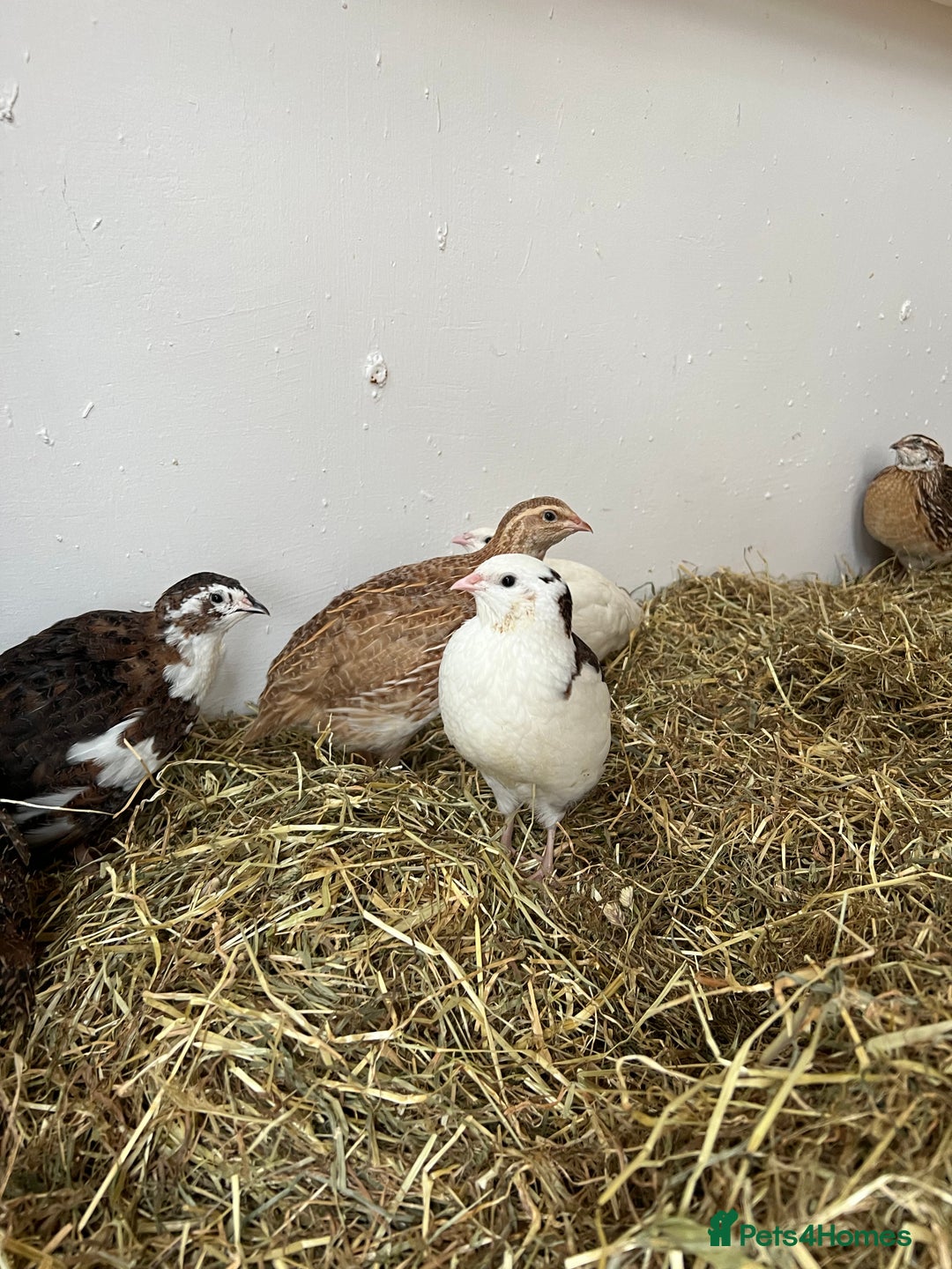 Quail poultry for sale: Mixed Quails for sale  - Advert 5