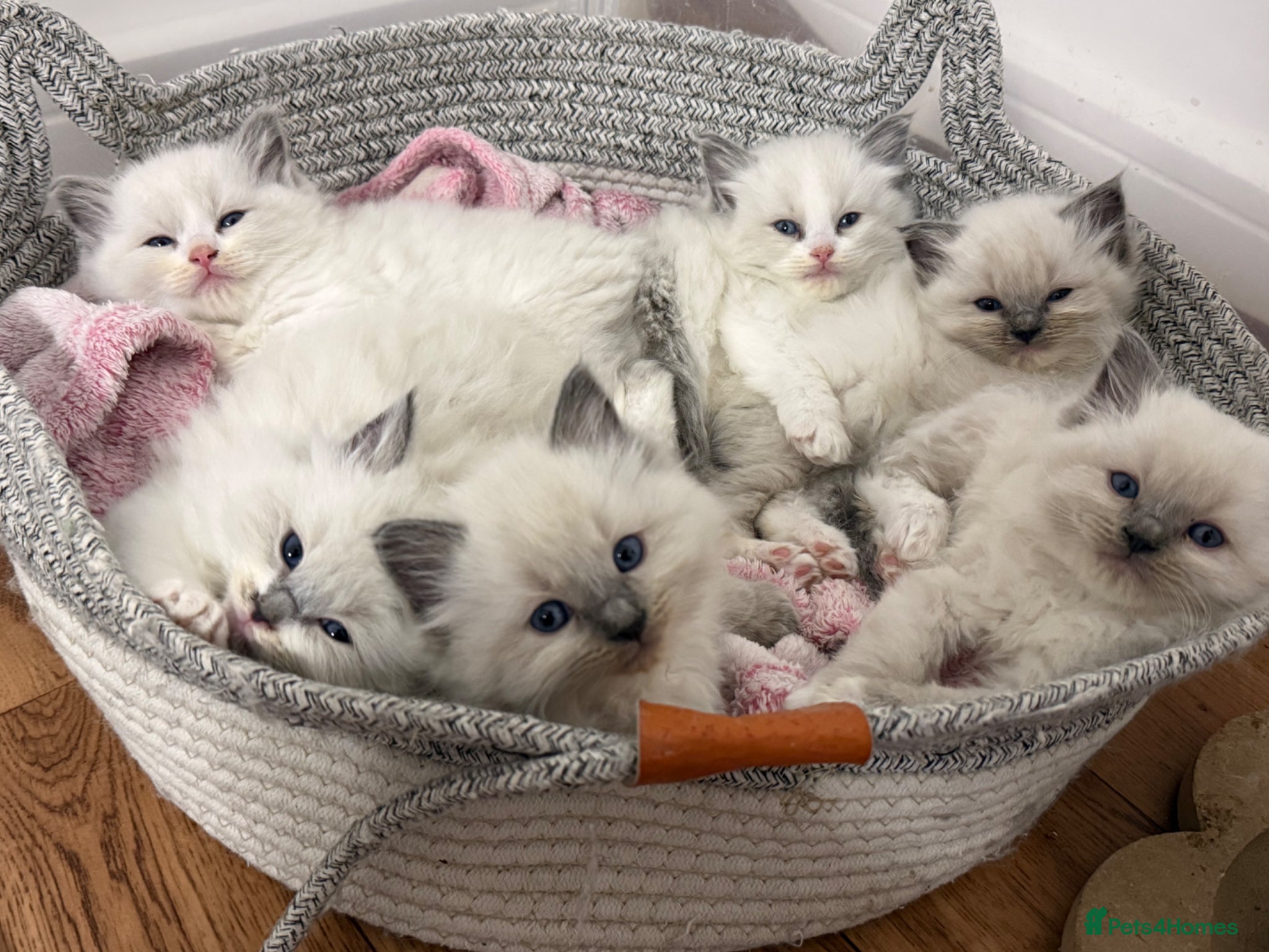 Ragdoll cats 🏅Beautiful GCCF champ blood ragdoll kittens🏅❤️ - Advert 1