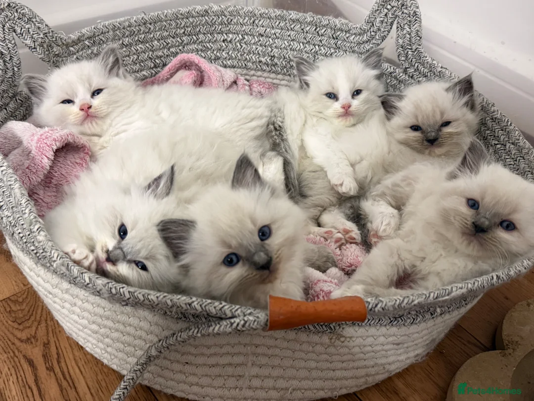 Ragdoll cats for sale: 🏅Beautiful GCCF champ blood ragdoll kittens🏅❤️ - Advert 1