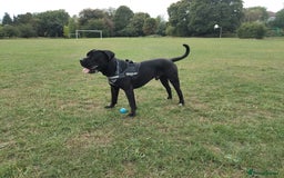 Cane Corso dogs for stud: Beautiful cane corso  - Image 2