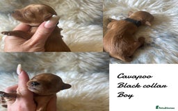 Cavapoo dogs for sale: Beautiful fully DNA tested Cavapoo's  - Image 23