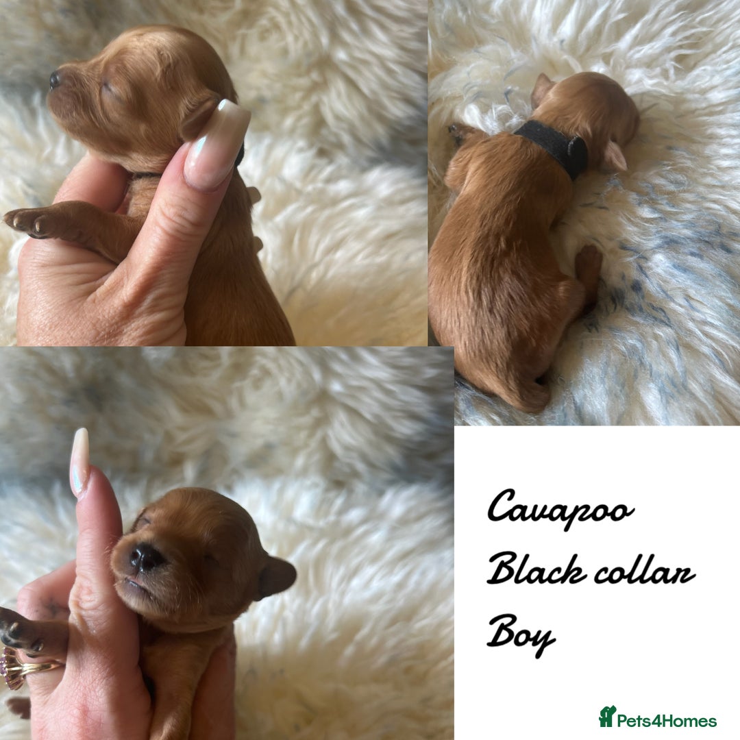 Cavapoo dogs for sale: Beautiful fully DNA tested Cavapoo's  - Image 23