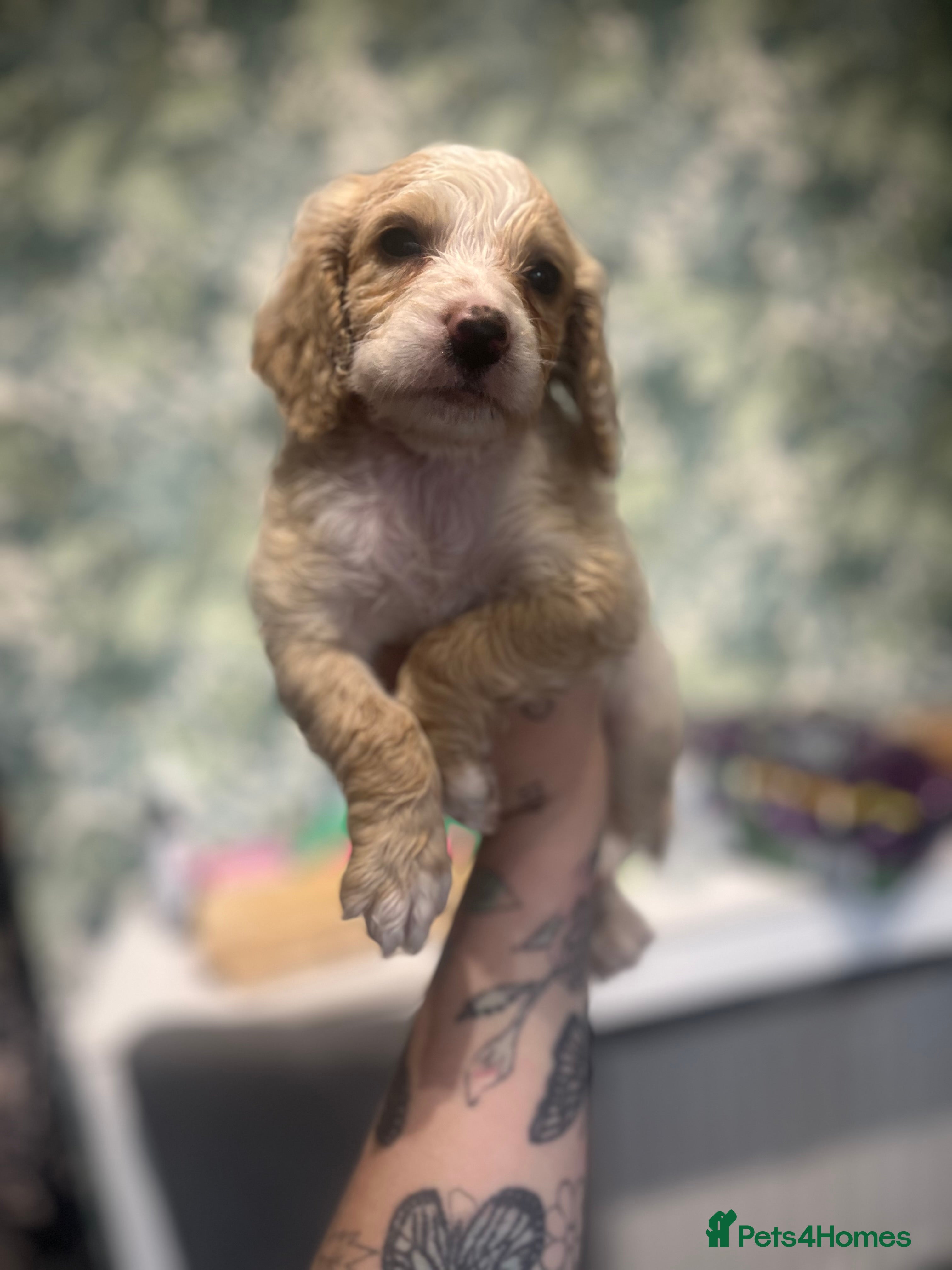 Cockapoo dogs Beautiful f2 cockapoo pups  - Advert 16
