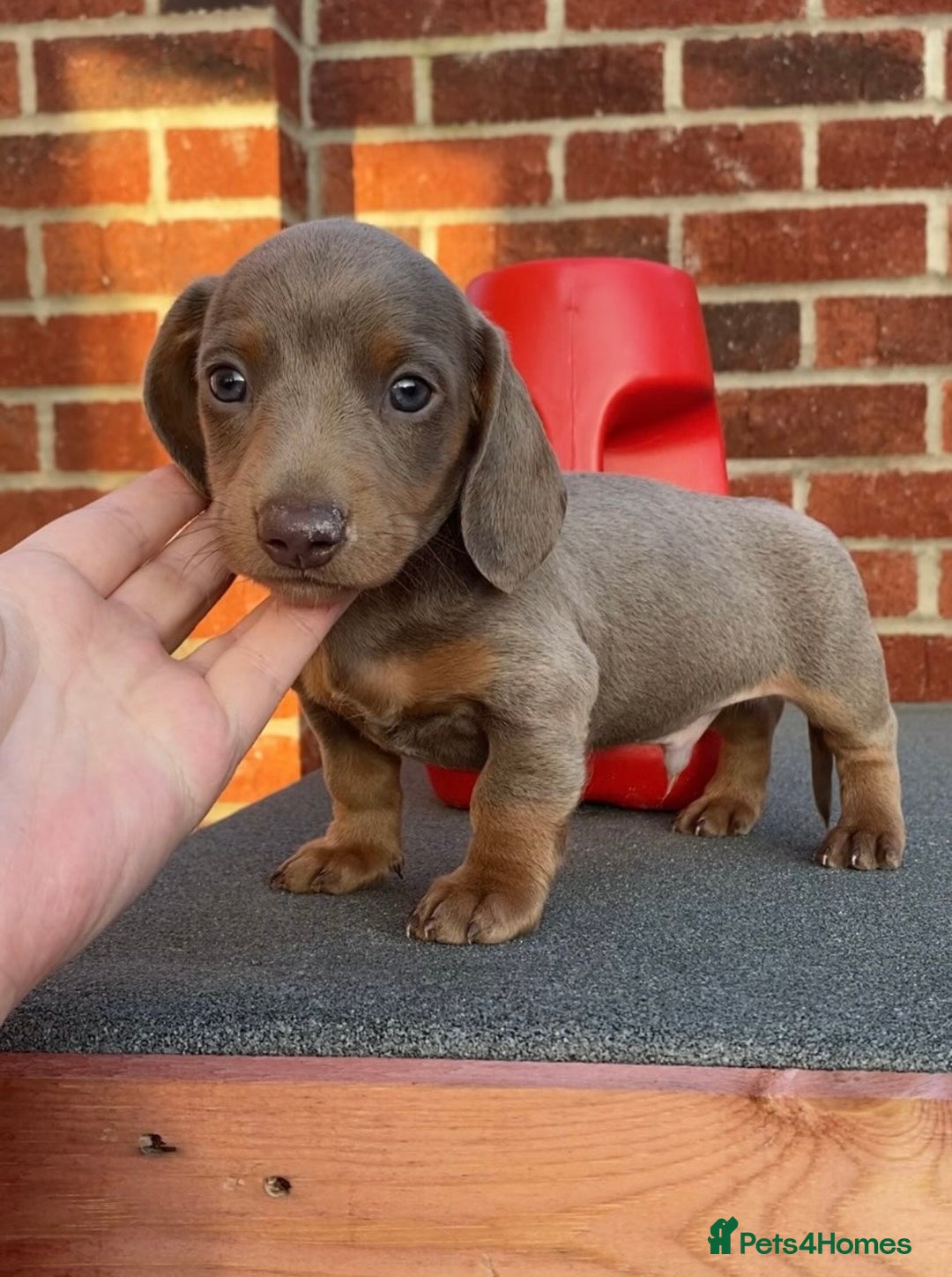 Dachshund dogs for stud: Miniature Dashshund - Advert 4