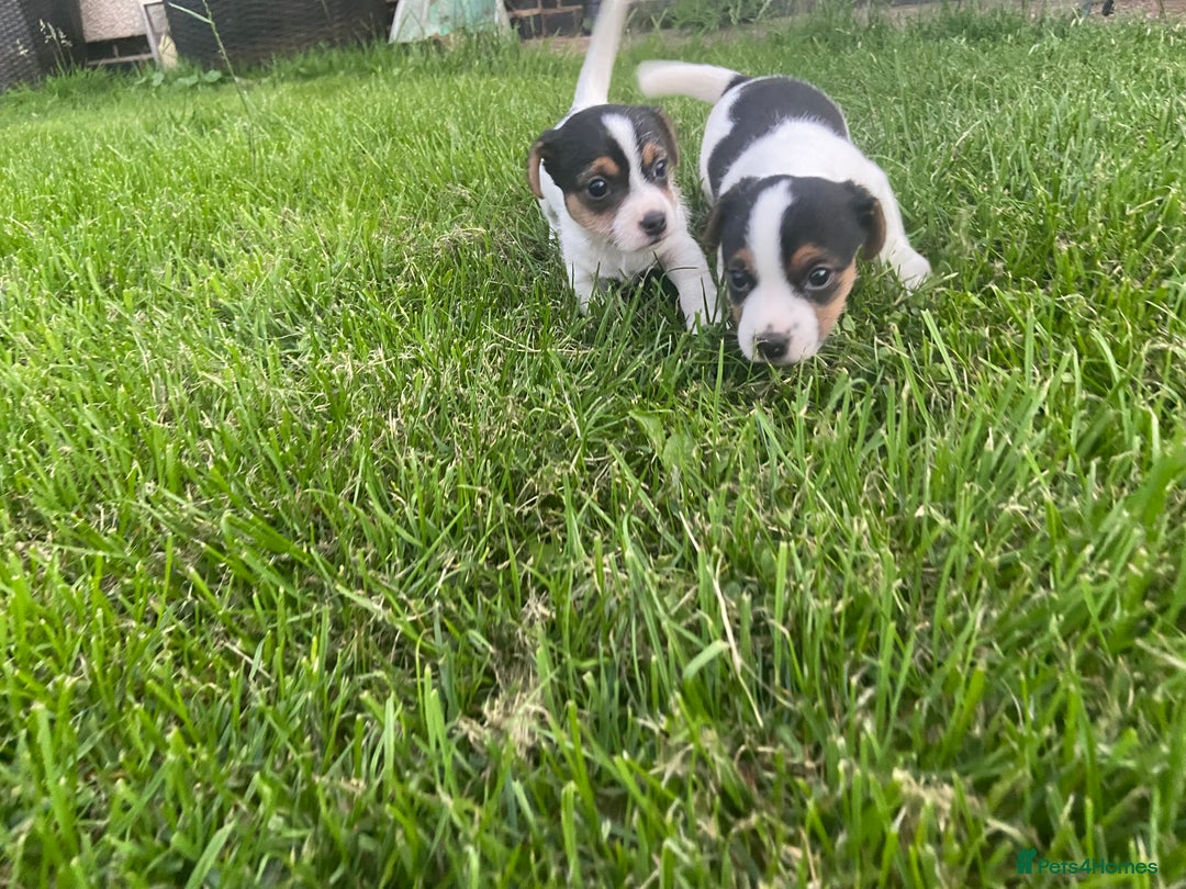Jack Russell dogs for sale: Stunning small short legged Jack Russell puppies - Image 5