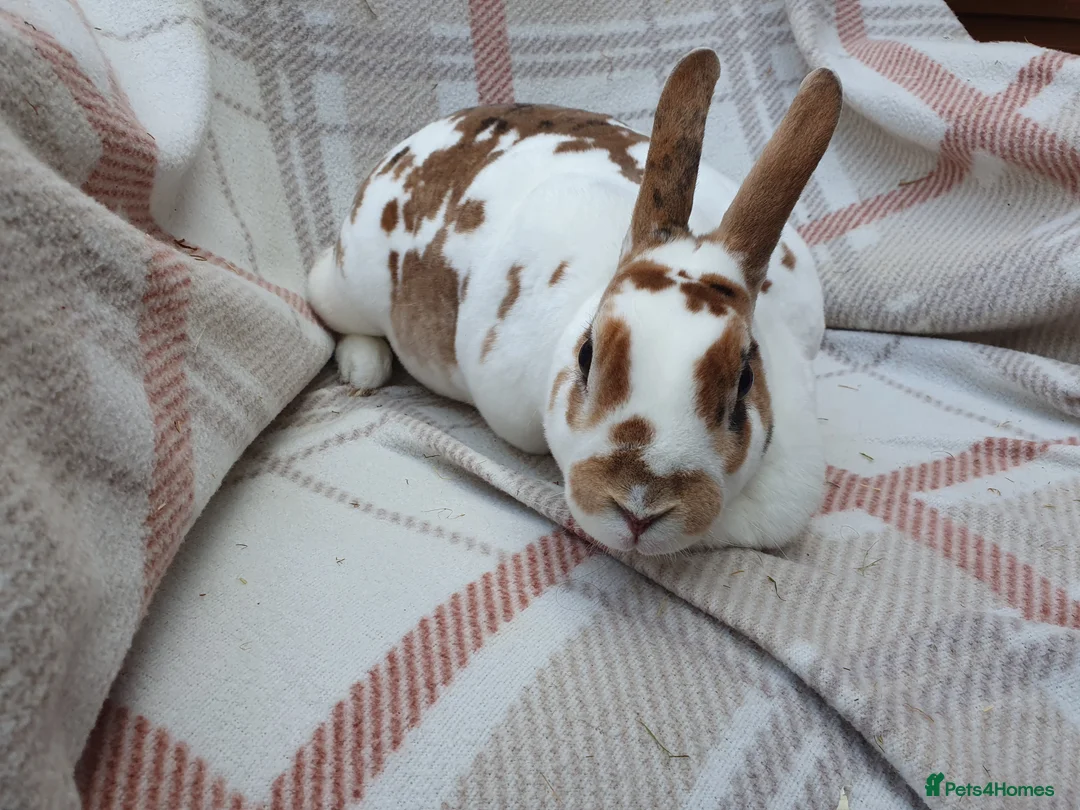 Mini Lop rabbits for sale: Spayed/neutered rabbits for adoption VAC rhd2 - Advert 4